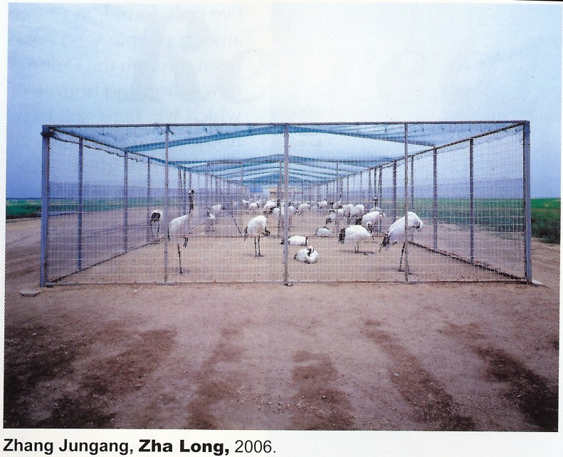 Cranes in Cage in Field