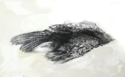01Ghidini-sparrow