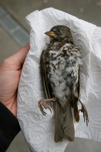 Fox Sparrow