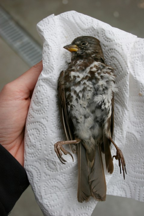 Fox Sparrow