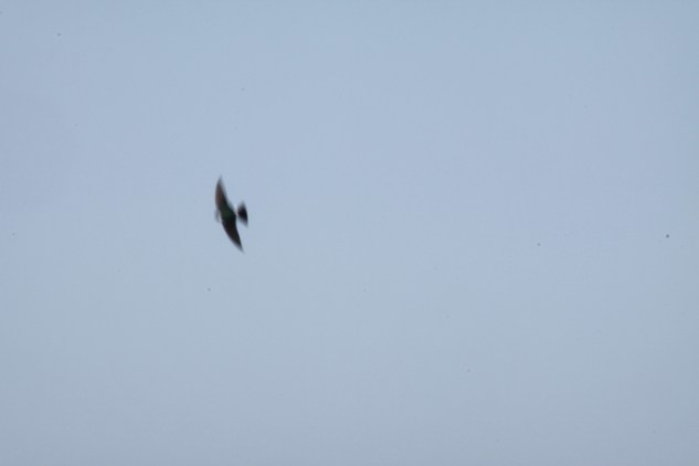 IMG_1761 II