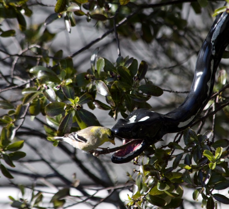 Ceramic birdfeeder and goldfinch from my frontyard, 2008